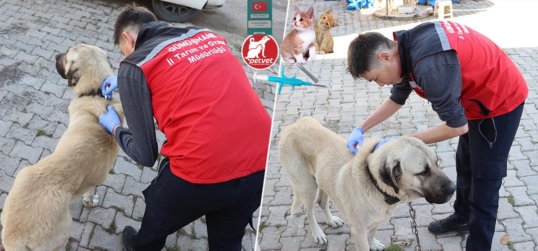 Kedi ve Köpek Sahiplerine Hatırlatma: Dijital Kimlik İçin Son Tarih Yaklaşıyor