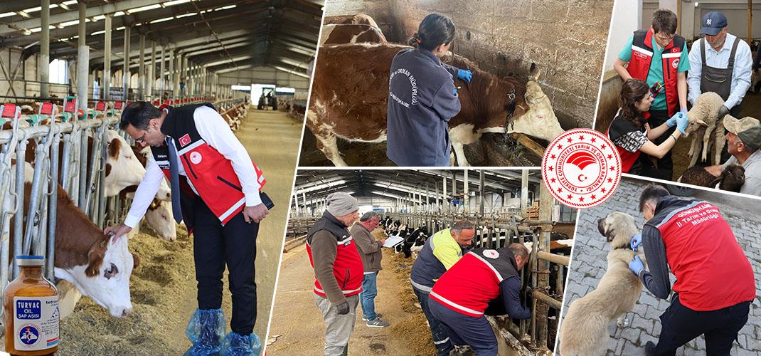 Gümüşhane’de Hayvanlara Yönelik 241 Bin 536 Koruyucu Aşı Uygulaması Yapıldı