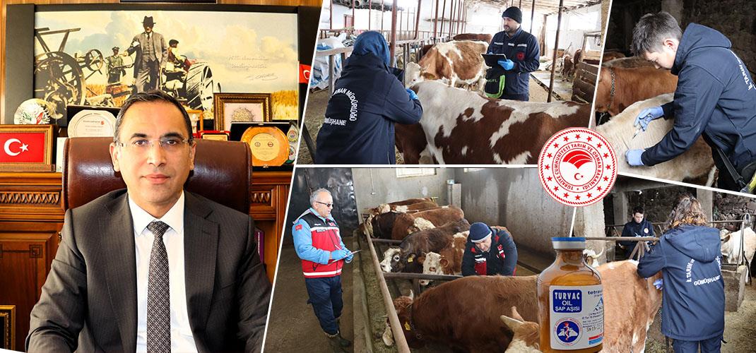 Gümüşhane’de İlkbahar Dönemi Şap Aşılama Kampanyası Başladı